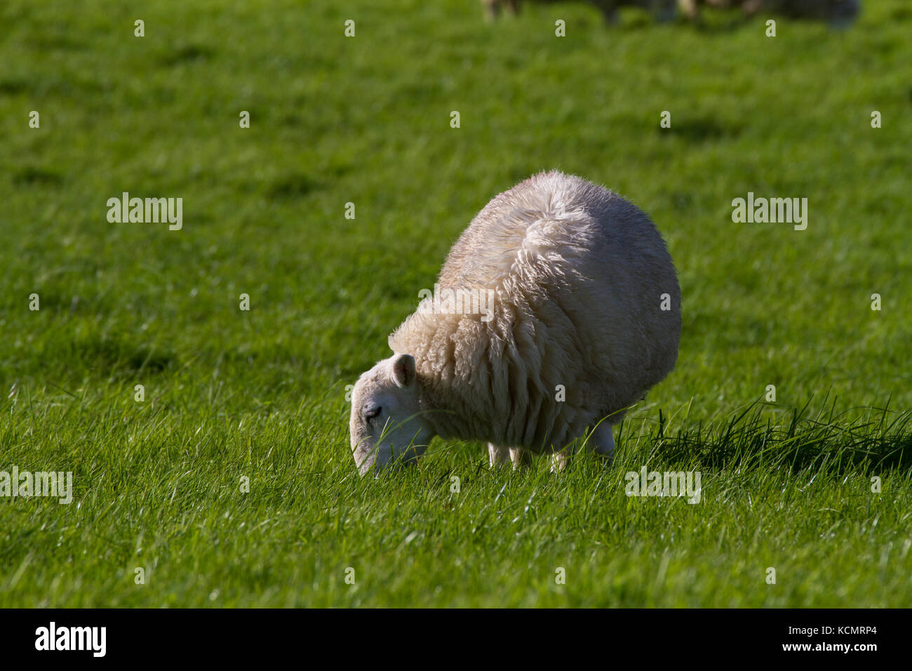 Sheep. Single adult grazing. Powys. Wales Stock Photo