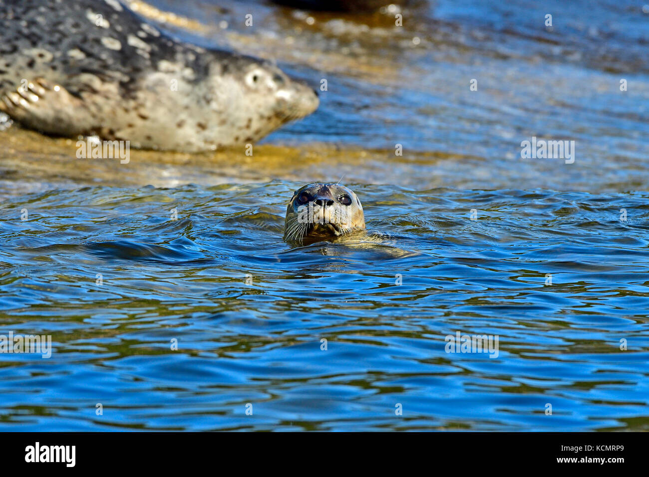 A harbor seal  (Phoca vitulina); looks out of the water before he climbs out on the rocky beach on an island in The Strait of Georgia near Vancouver I Stock Photo