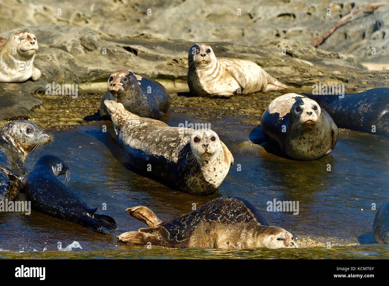 A herd of harbor seals (Phoca vitulina);  lay basking in the warm sunlight on a secluded island beach near Vancouver Island British Columbia Canada Stock Photo