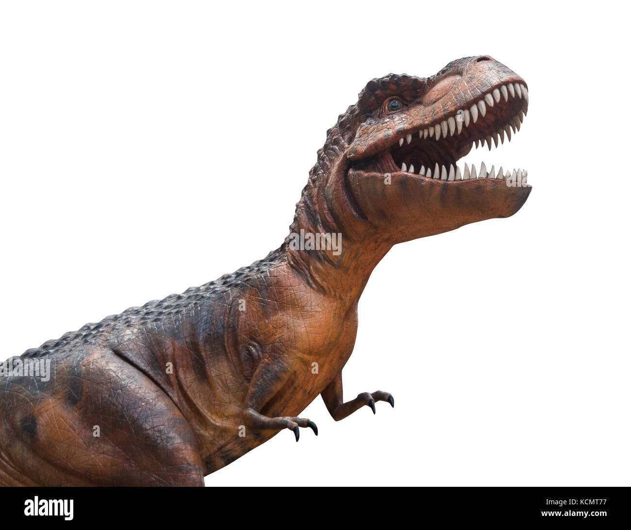 Tyrannosaurus rex is fighting . Isolated background . Stock Photo