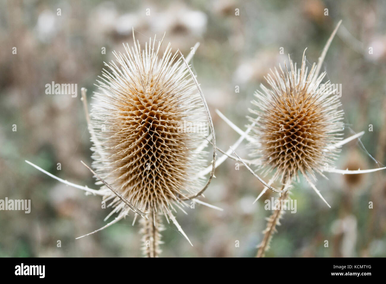 Dipsacus fullonum, dried seed heads. Close up of a wild teasel in autumn with blurred background. Cher, France, Europe Stock Photo