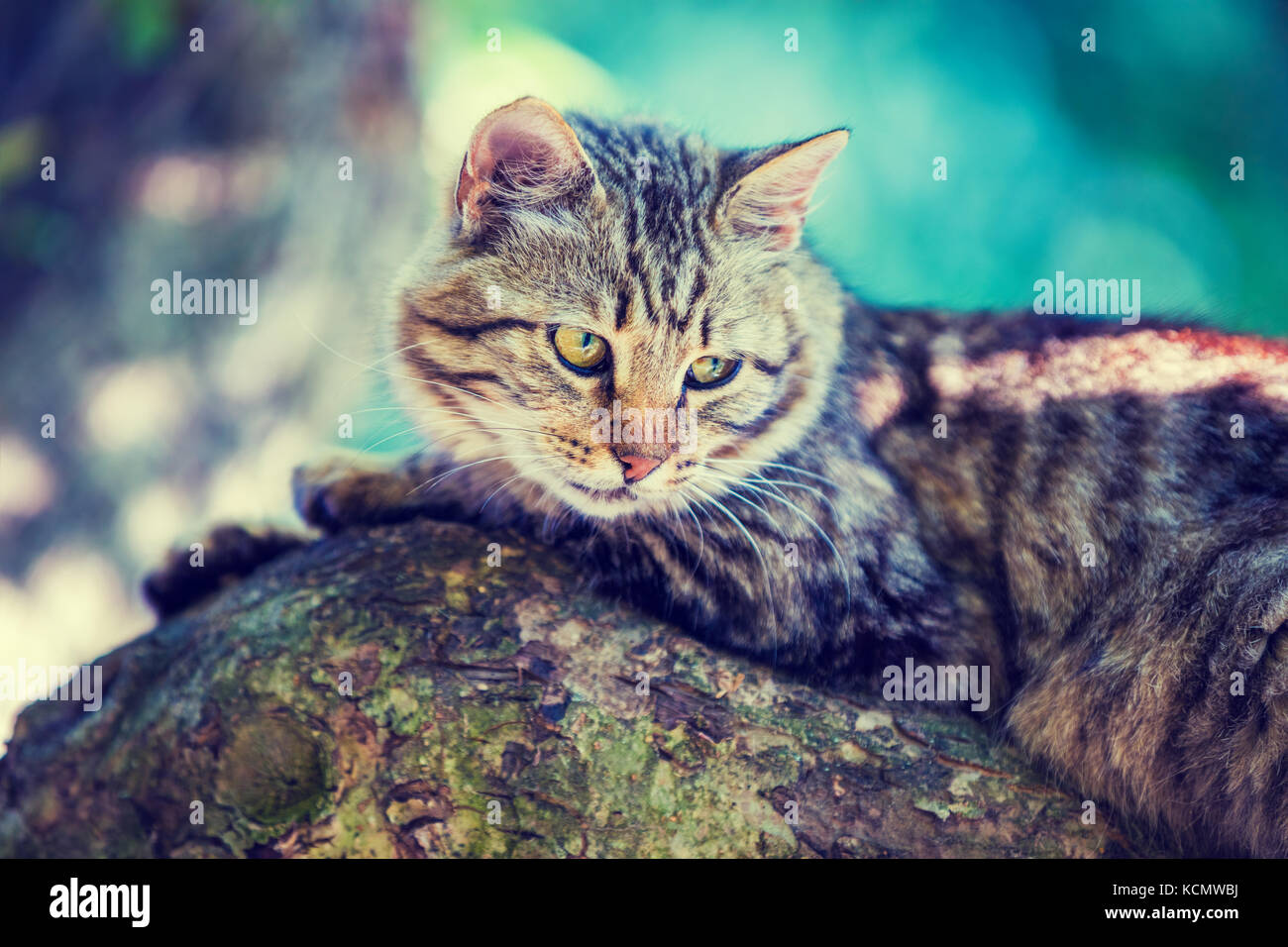 Cute little kitten lies on the tree in the garden Stock Photo - Alamy