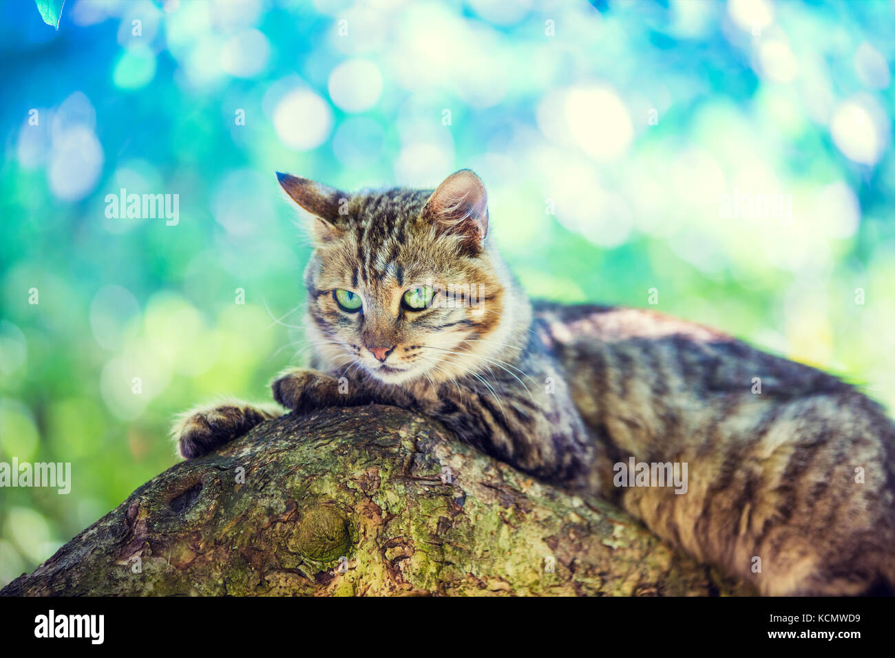 Cute little kitten lies on the tree in the garden Stock Photo - Alamy