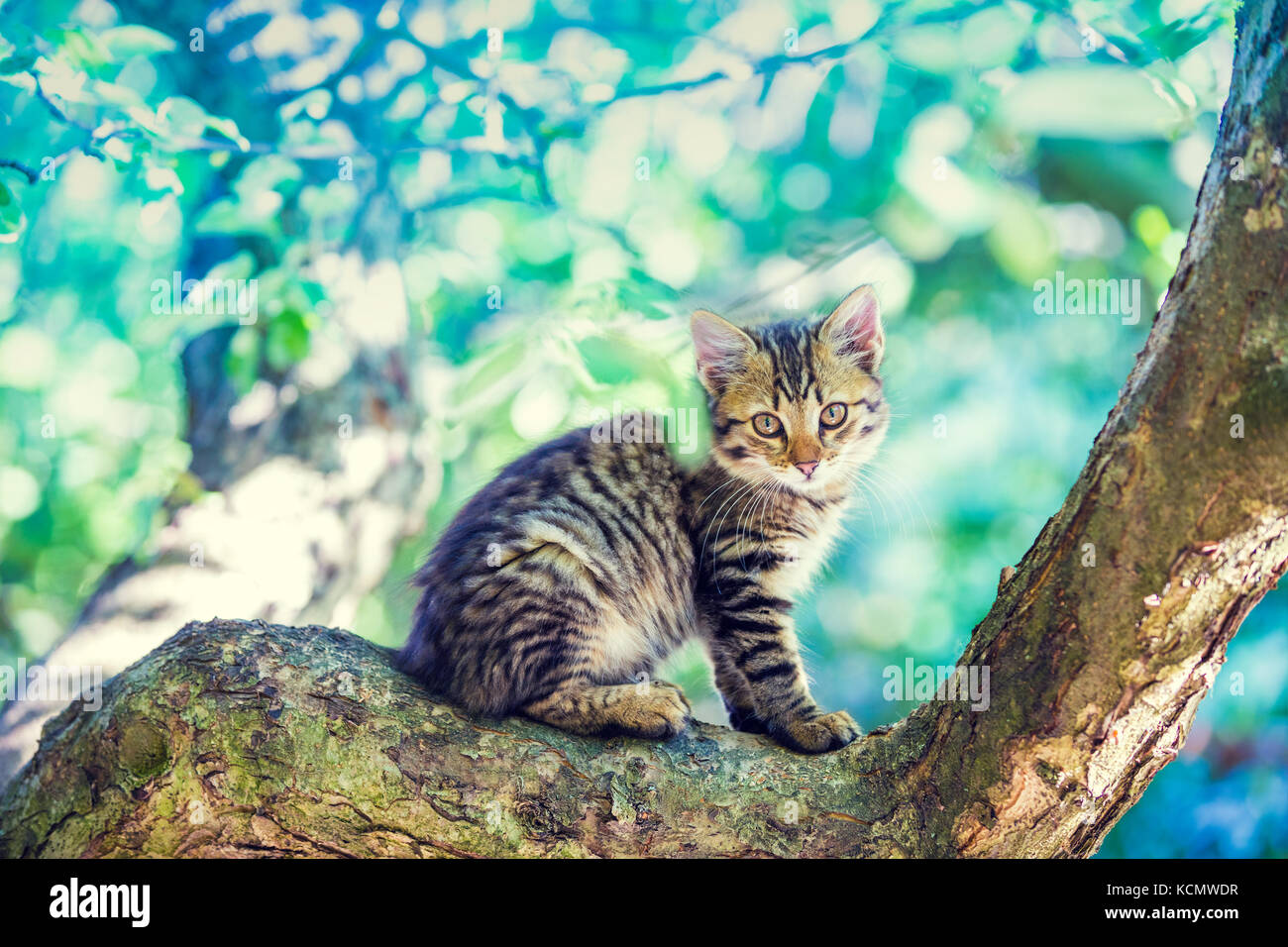 Cute little kitten sitting on the tree in the garden Stock Photo - Alamy