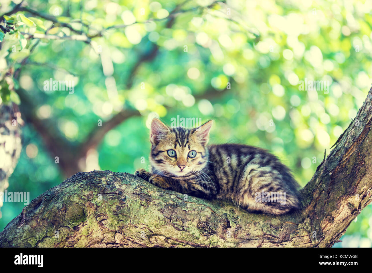 Cute little kitten lies on the tree in the garden Stock Photo - Alamy