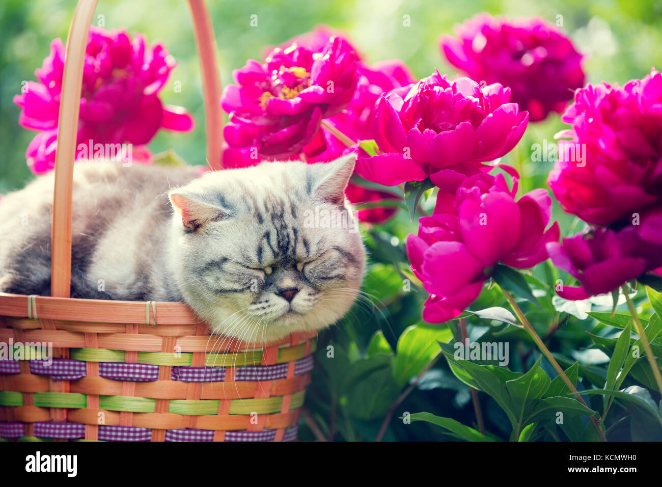 Kitten sleeping flowers hi-res stock photography and images - Alamy