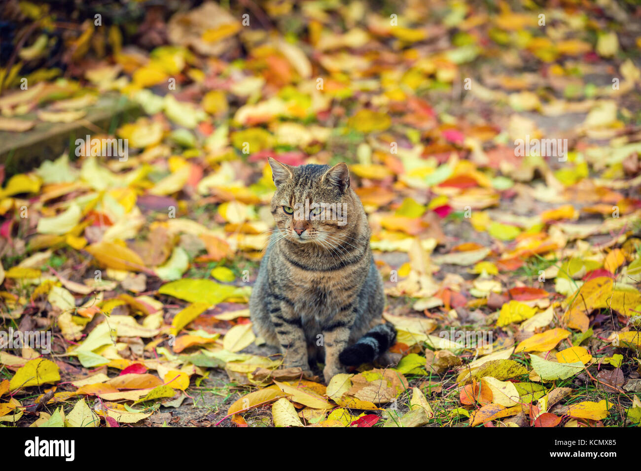 Cat sitting on the leaves in autumn Stock Photo - Alamy