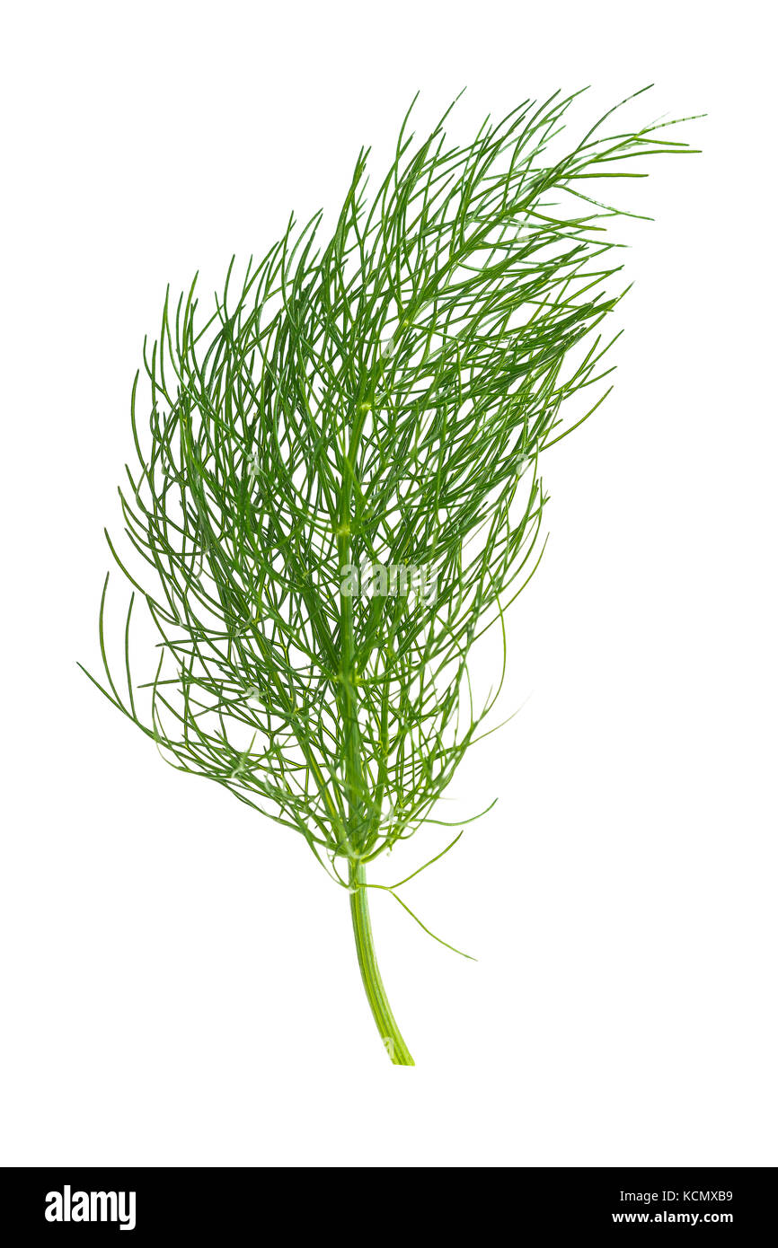 green fennel or dill isolated on white background Stock Photo Alamy