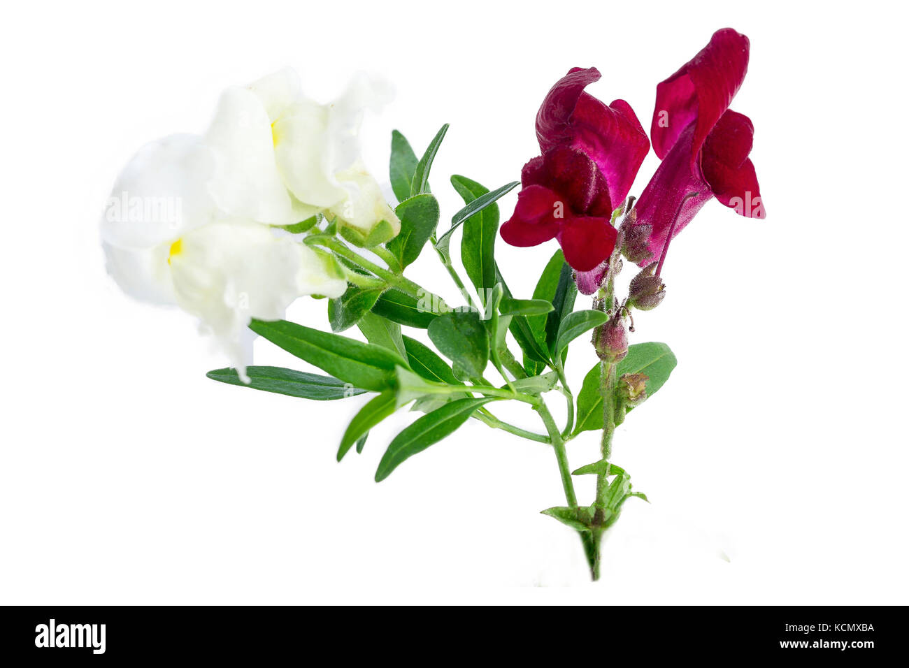 Isolated flower of purple and white matthiola on blanch background Stock Photo