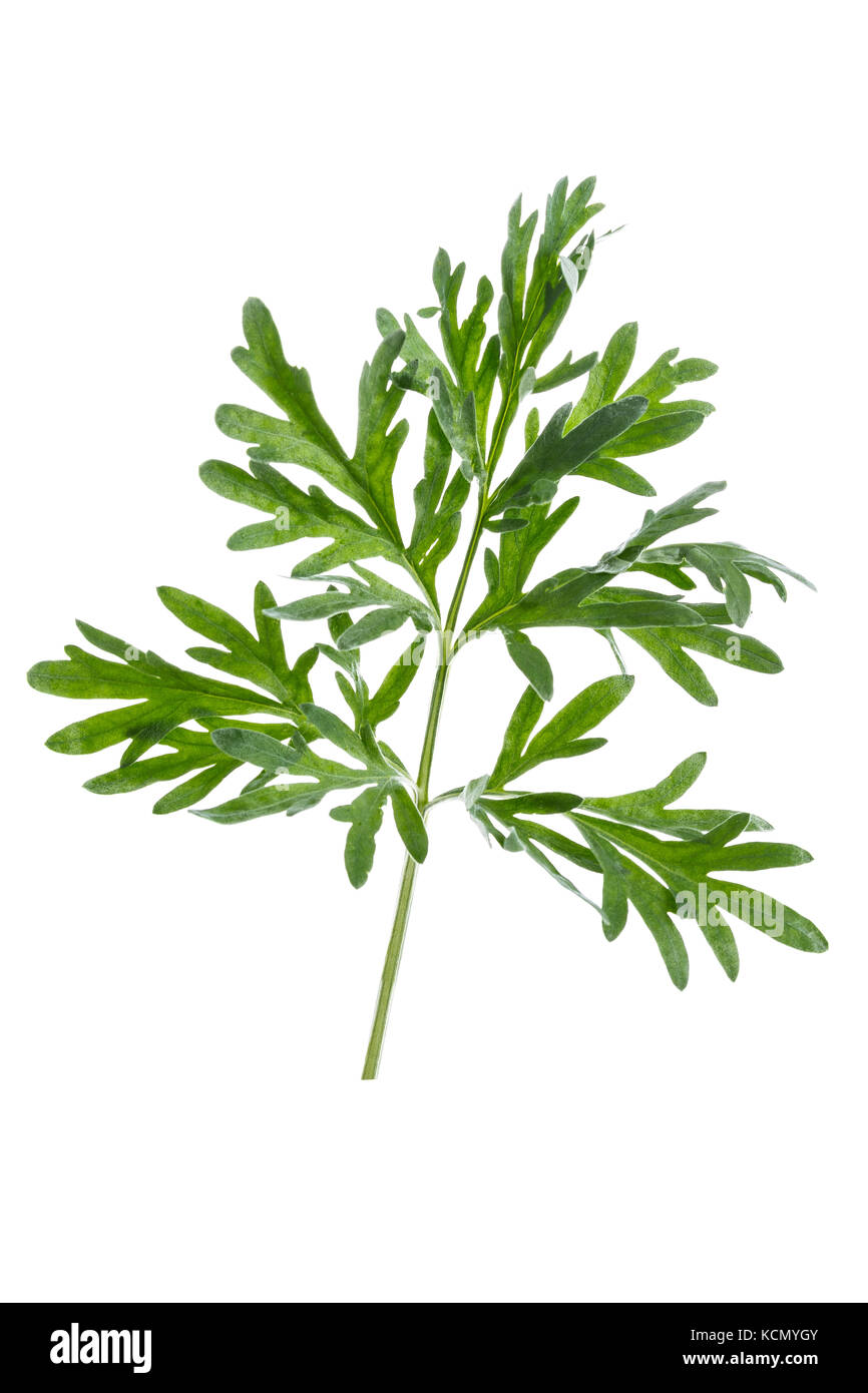 Fresh leaves on a branch artemisia absinthium absinthe wormwood . Common wormwood on a whitebackground Stock Photo