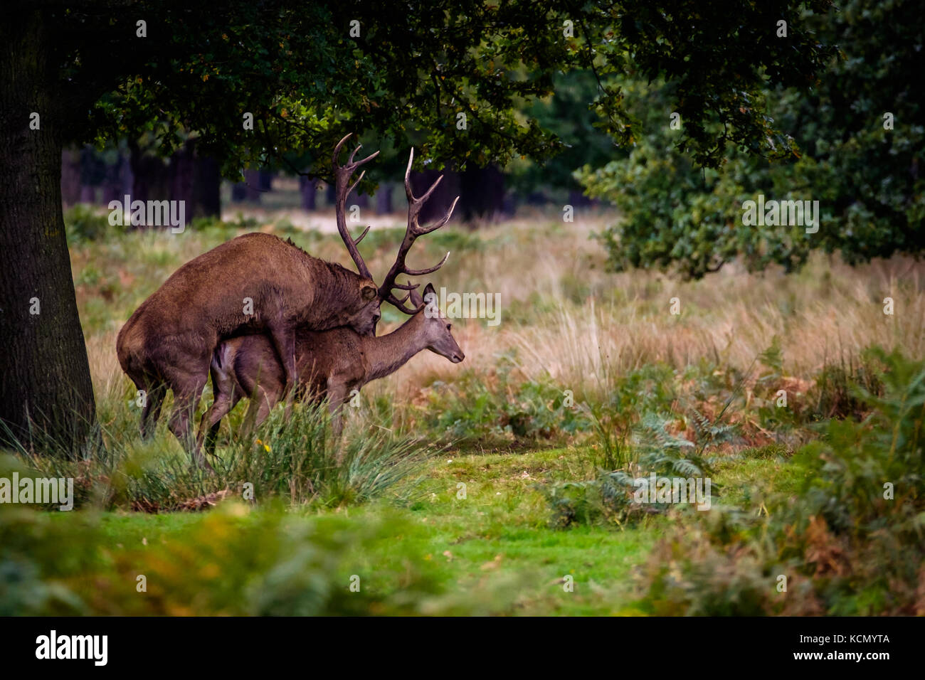 Red deer mating during the autumn rut in Richmond Park. Stock Photo