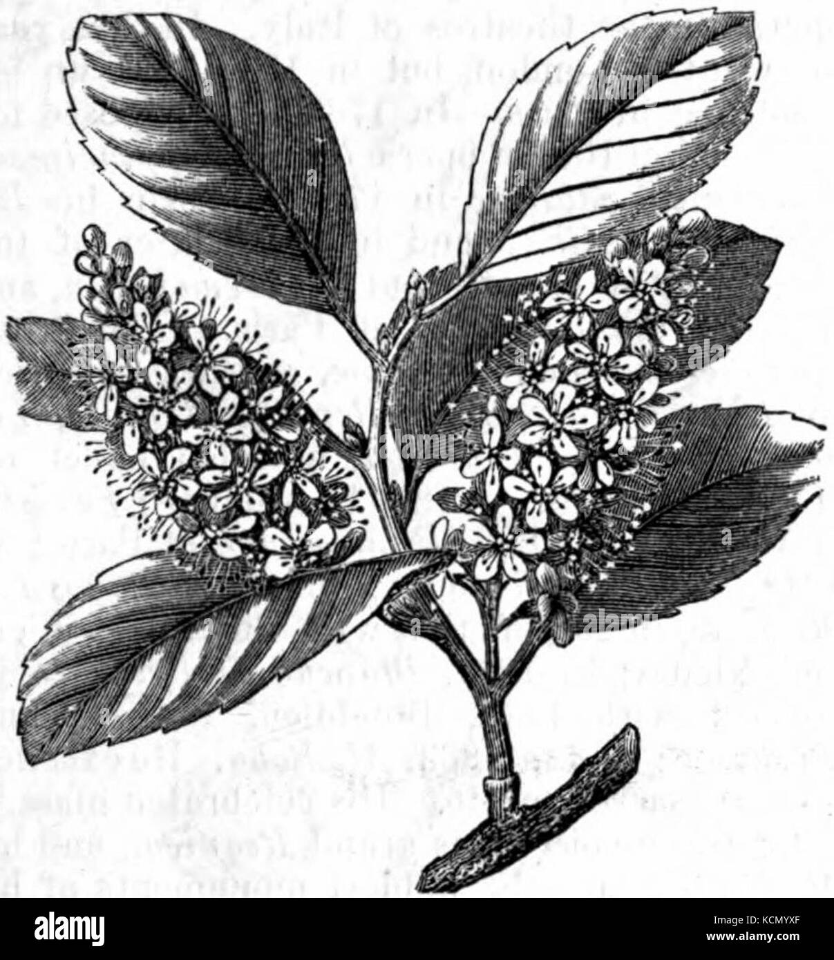 AmCyc Cherry Laurel Stock Photo