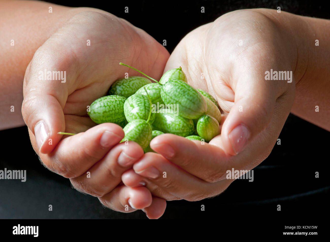 Melothria scabra, mouse melon a sweet delicious vegetable Stock Photo