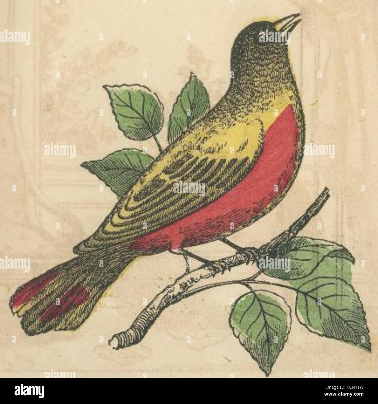 Colorized Robin Drawing Stock Photo Alamy