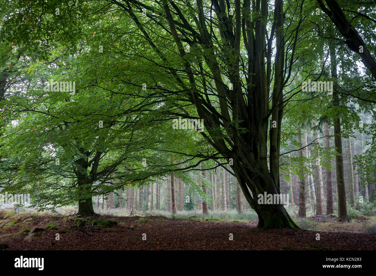 Old and new growth Northumbrian woodland consisting of beech and pine on 25th September 2017, in Rothbury, Northumberland, England. Stock Photo