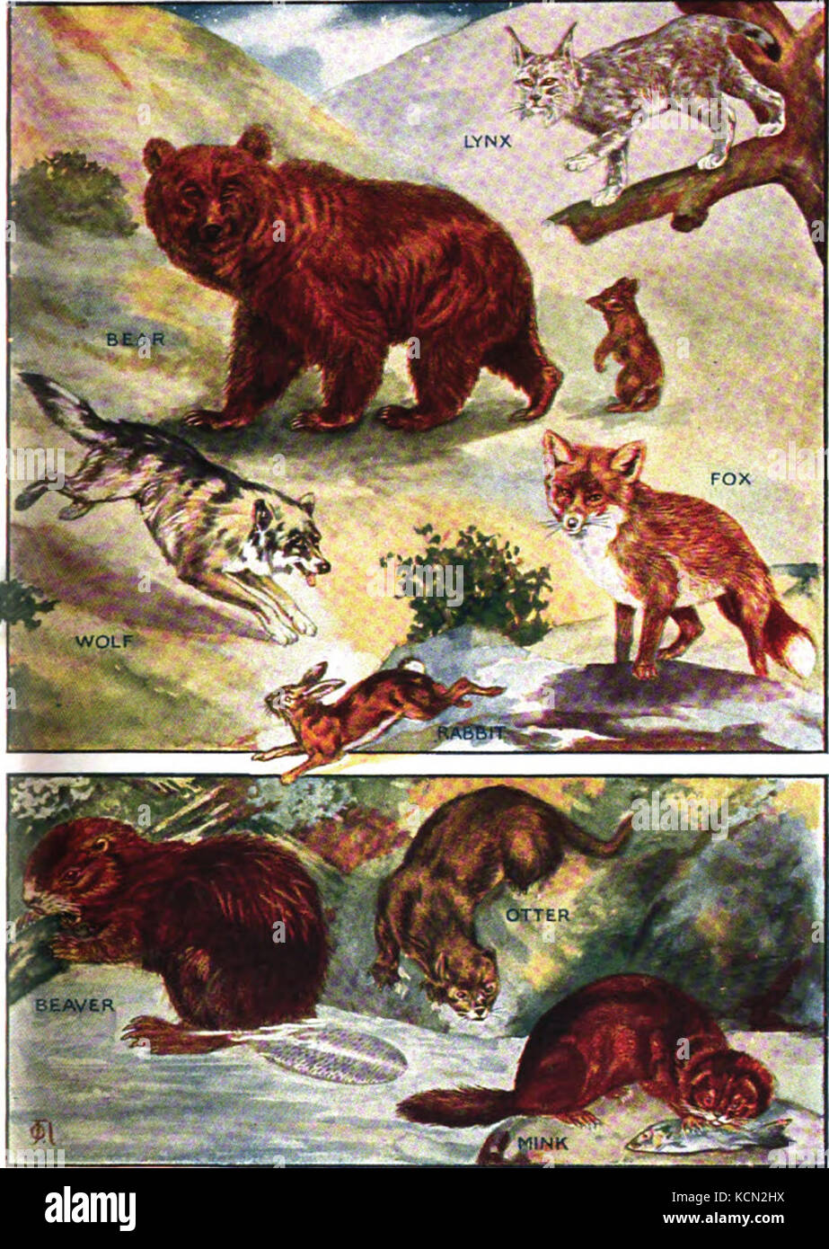 Fur Bearing Animals (right Stock Photo Alamy