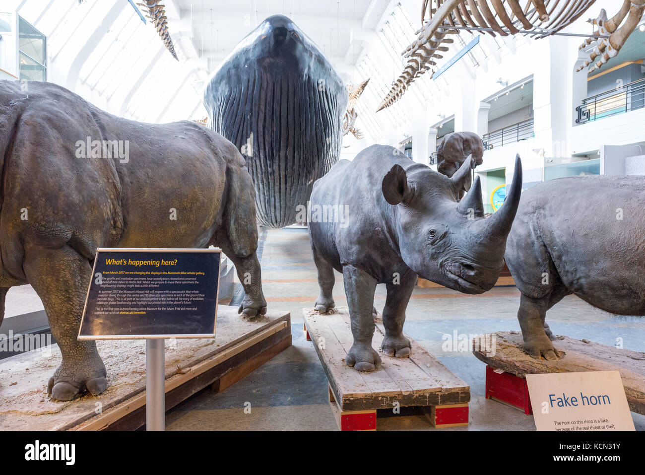 Armour plated rhinoceroses on exhibition at Natural History Museum, London, UK Stock Photo