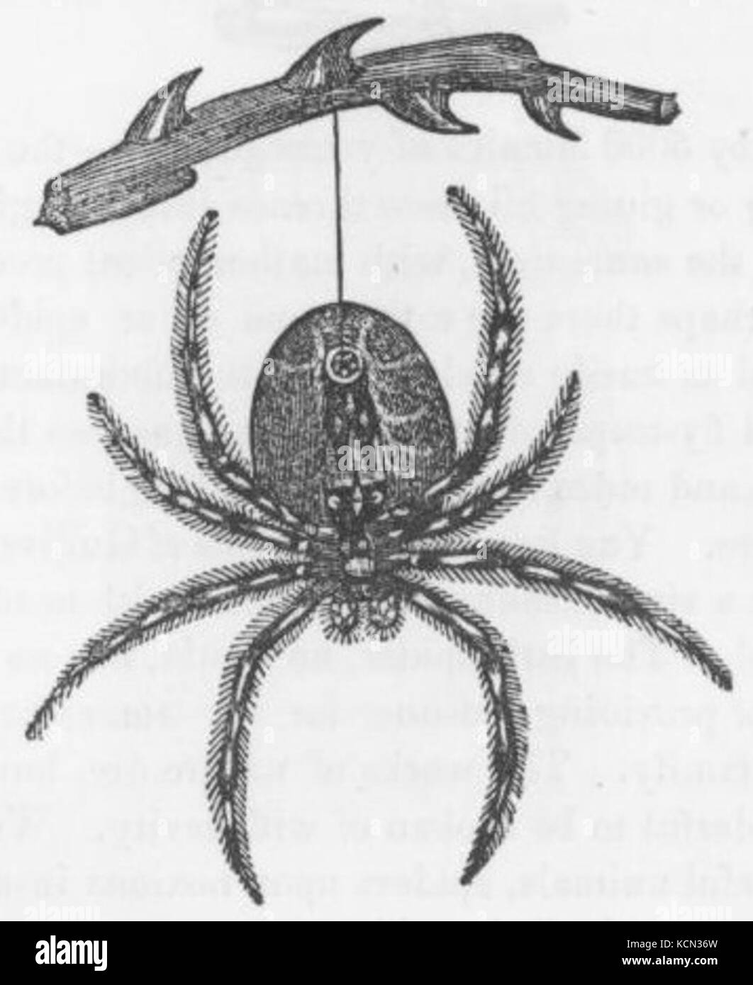 Hanging by a Thread Stock Photo Alamy