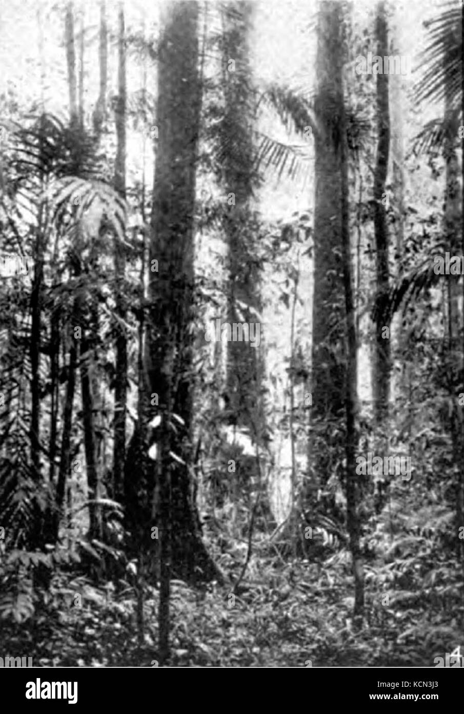 Americana 1920 Tropical Forest Products Lauan or Dipterocarp forest ...