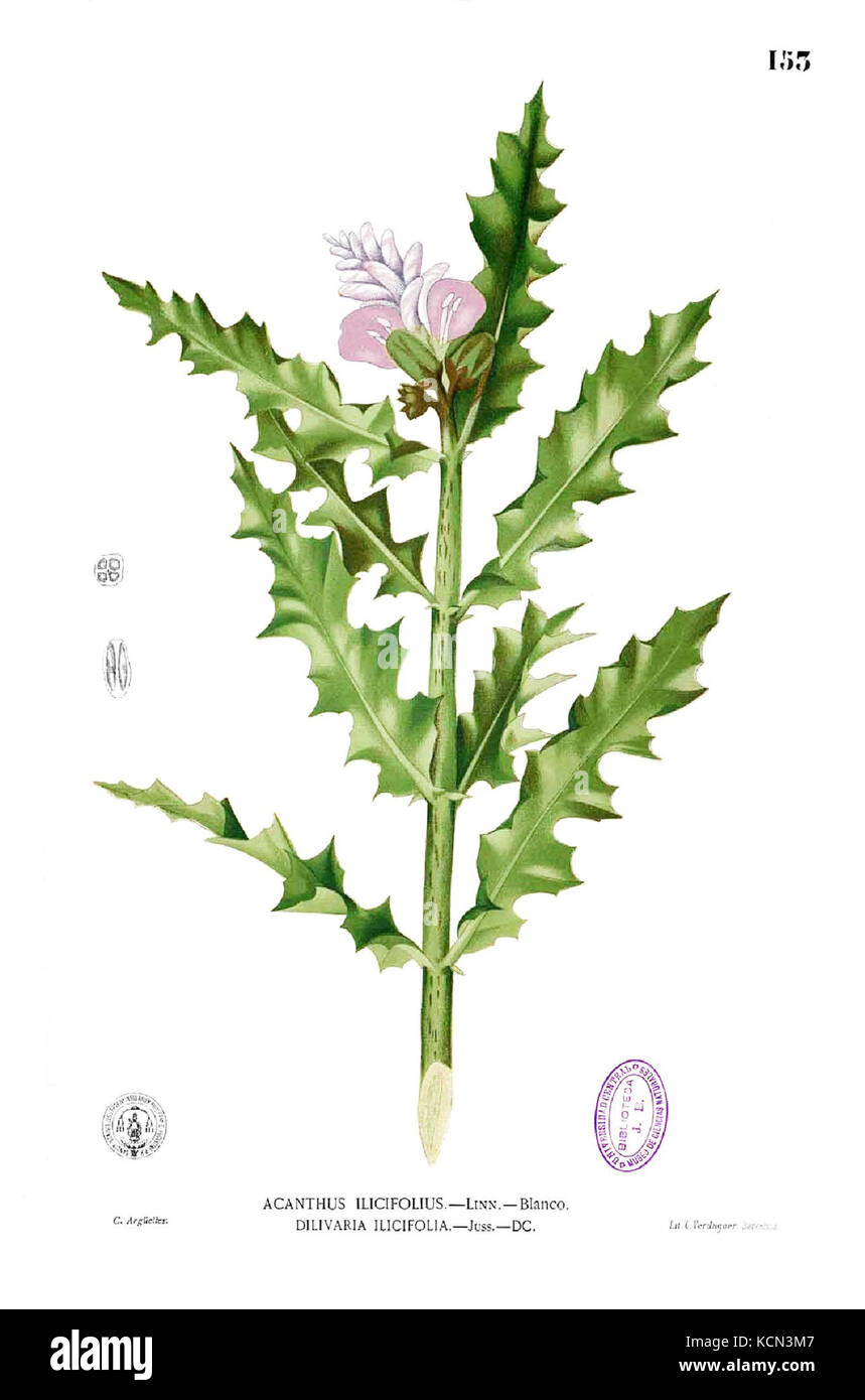 Acanthus ilicifolius Blanco1.153 Stock Photo - Alamy