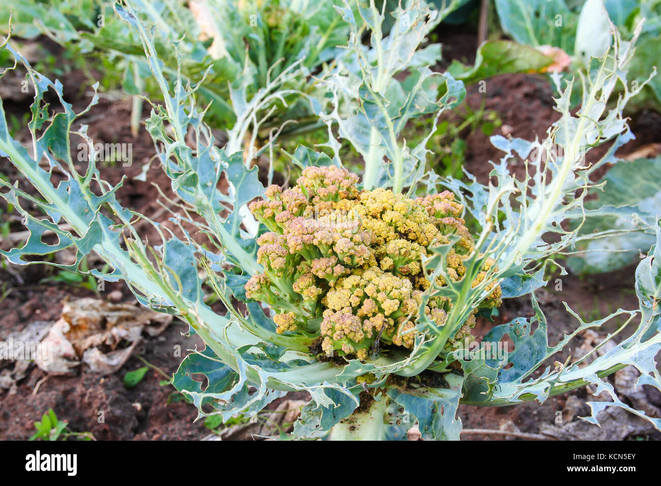 Cabbage eaten by caterpillars Stock Photo Alamy