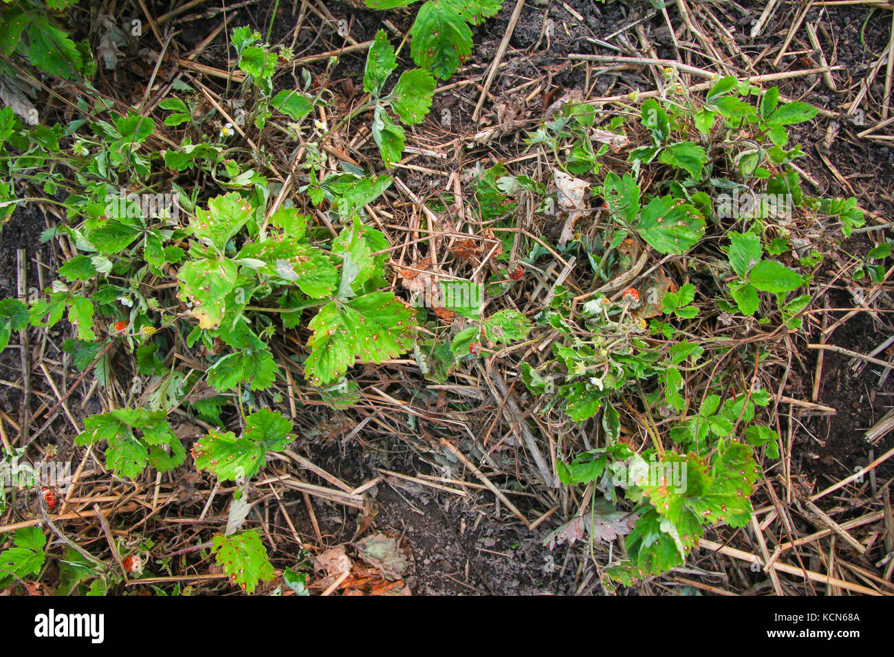 Diseased bushes of strawberries, strawberries, vegetablediseases Stock