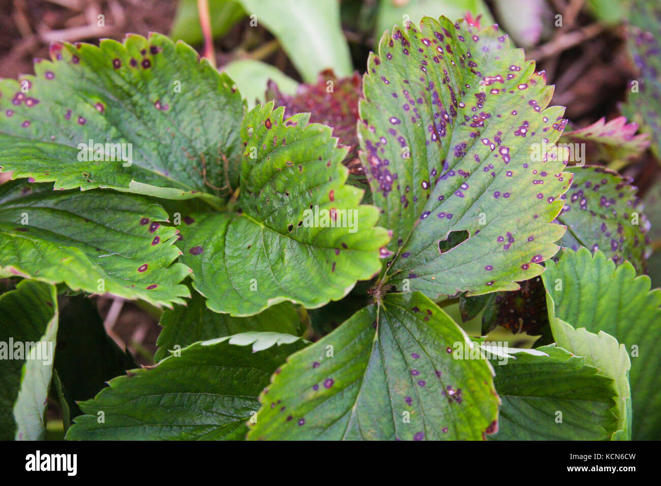 Diseased bushes of strawberries, strawberries, vegetablediseases Stock