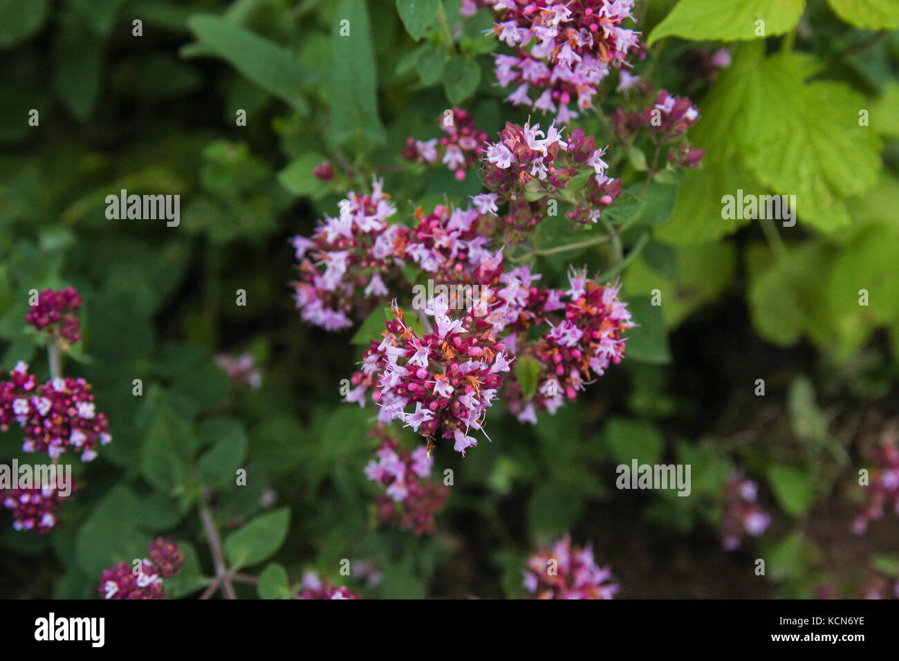 spicy herbs, oregano, oregano, sage Stock Photo Alamy