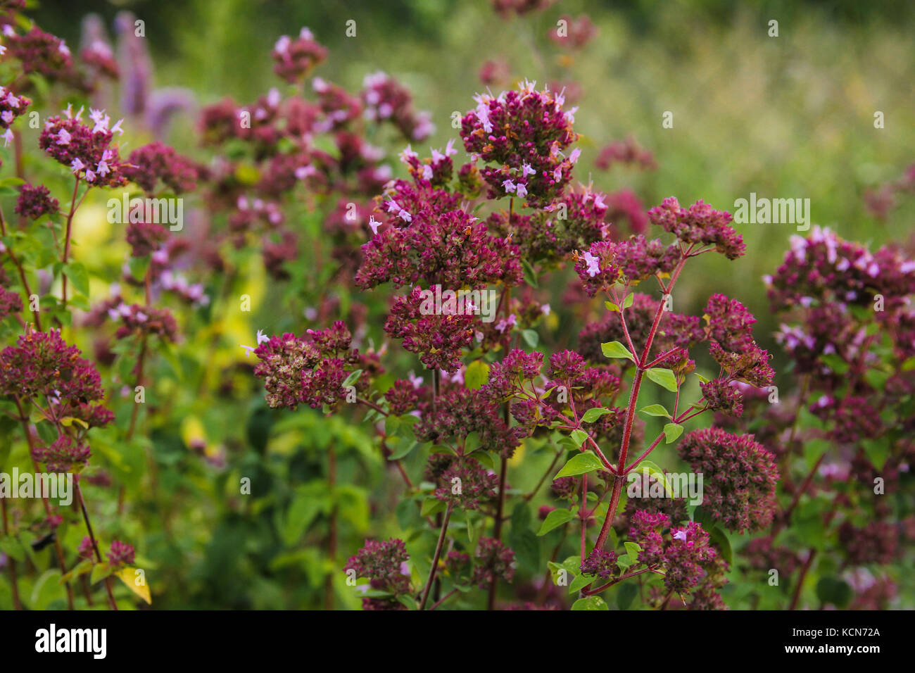 spicy herbs, oregano, oregano, sage Stock Photo Alamy