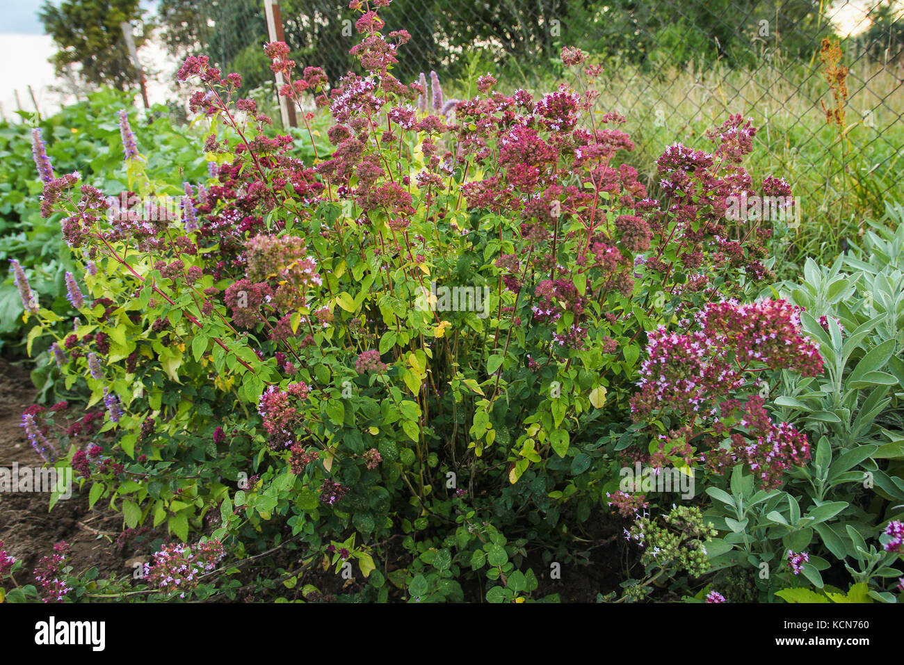 spicy herbs, oregano, oregano, sage Stock Photo Alamy