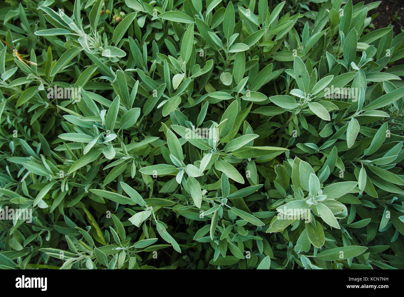 spicy herbs, oregano, oregano, sage Stock Photo Alamy