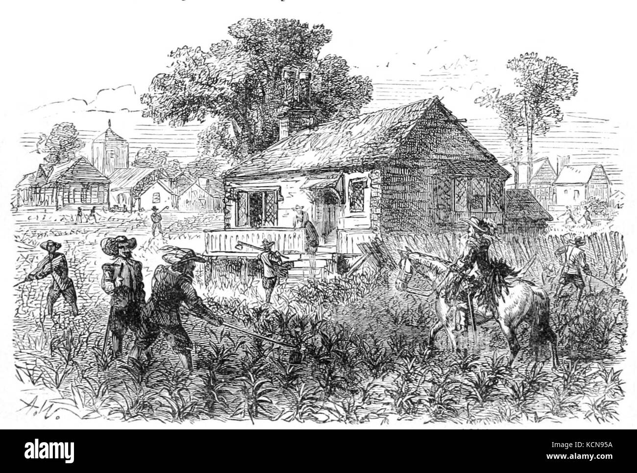 Cultivation of tobacco at jamestown hi-res stock photography and images