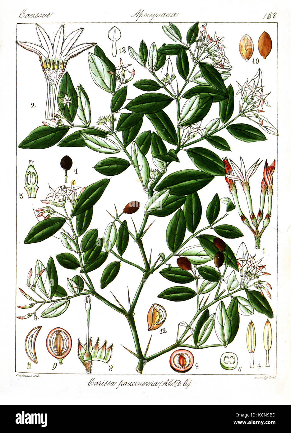 Carissa spinarum Govindoo Stock Photo