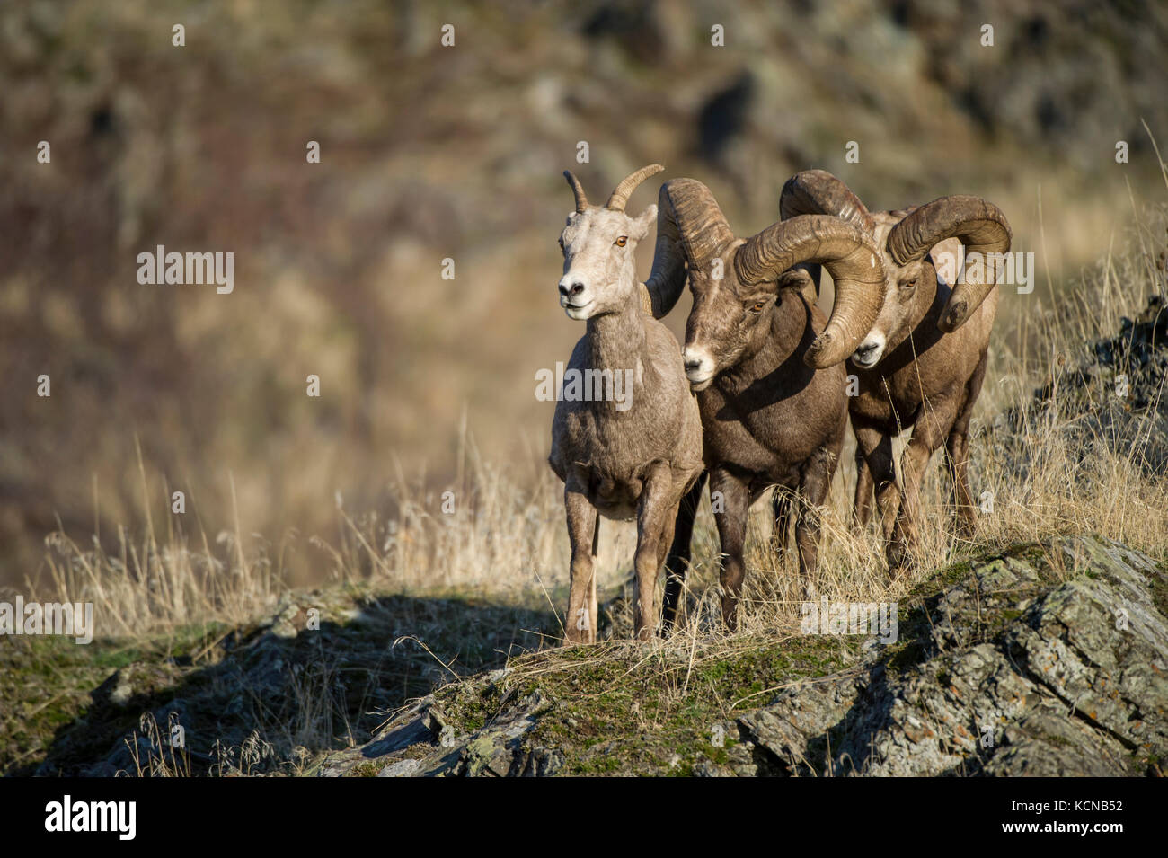 Male and Female Bighorn Sheep, Ovis canadensis, Central Montana, USA