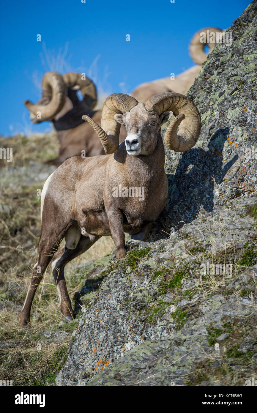 Male Bighorn Sheep, Ovis canadensis, Central Montana, USA Stock Photo