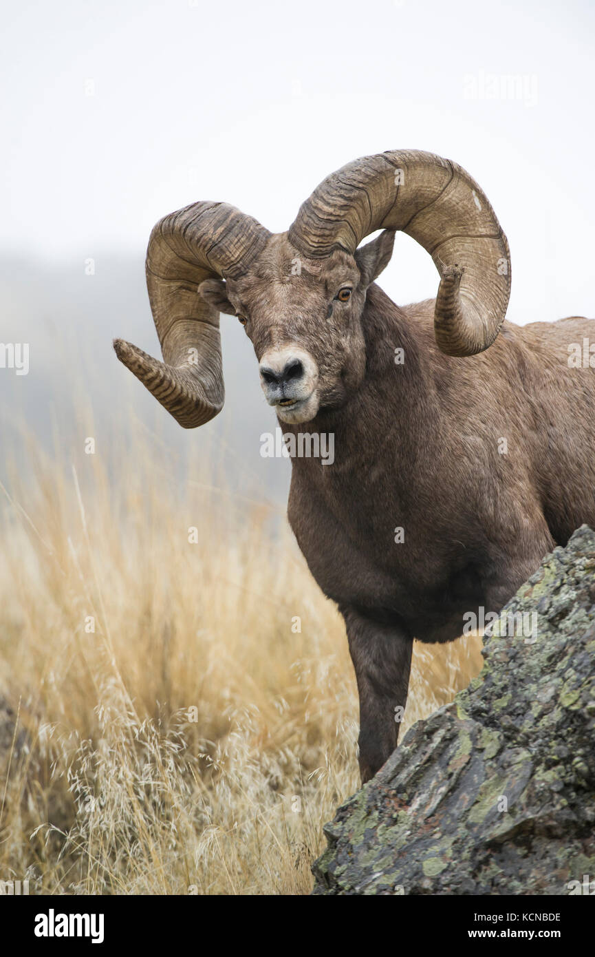 Male Bighorn Sheep, Ovis canadensis, Central Montana, USA Stock Photo