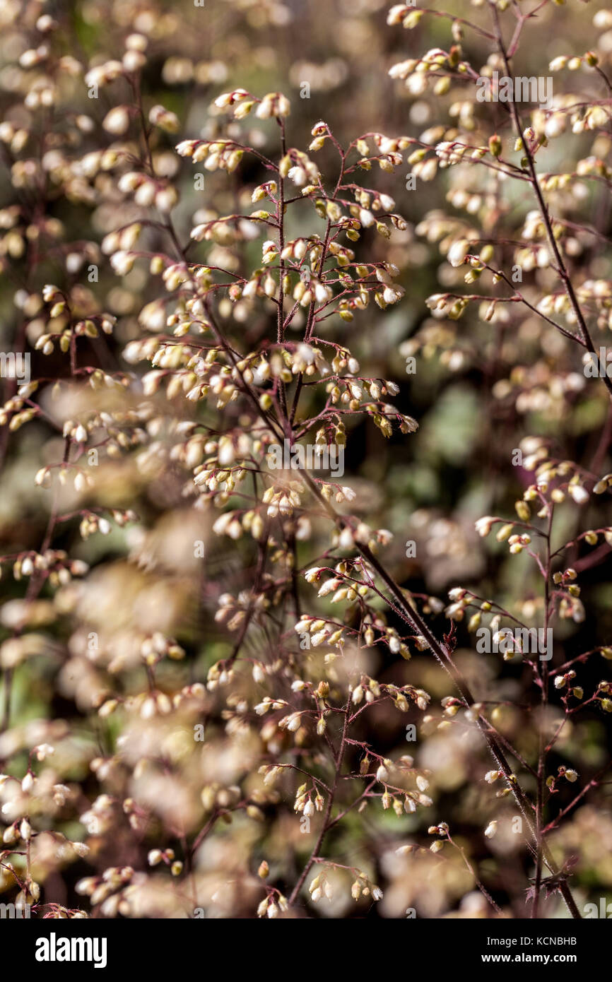 Heuchera " Ebony and Ivory Stock Photo Alamy