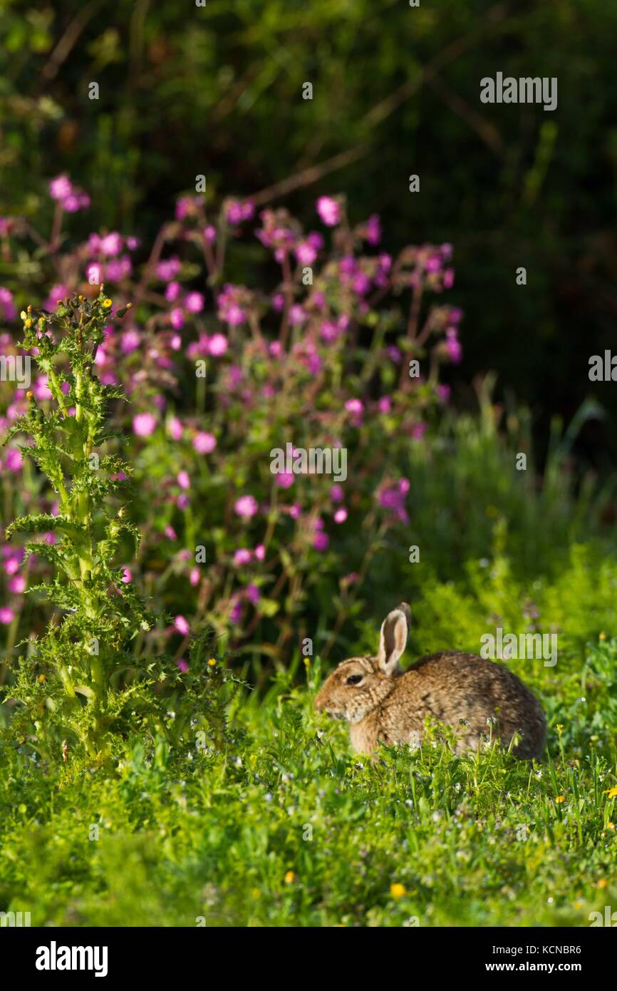 Rabbit (Oryctolagus cuniculus), grazing amongst Red Campion(Silene ...