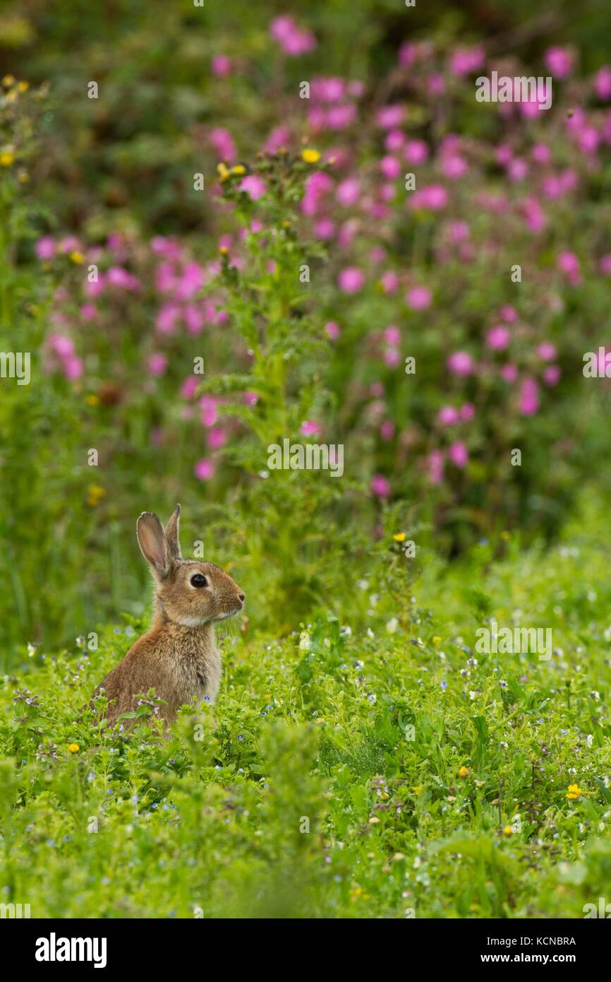 Rabbit (Oryctolagus cuniculus), grazing amongst Red Campion(Silene ...