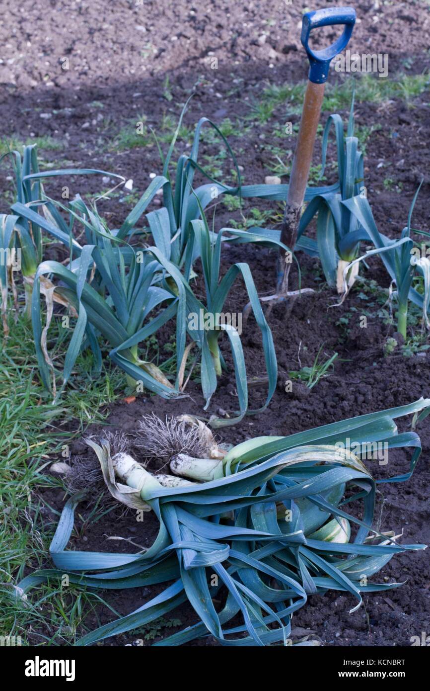 Leeks being harvesting in winter Stock Photo Alamy