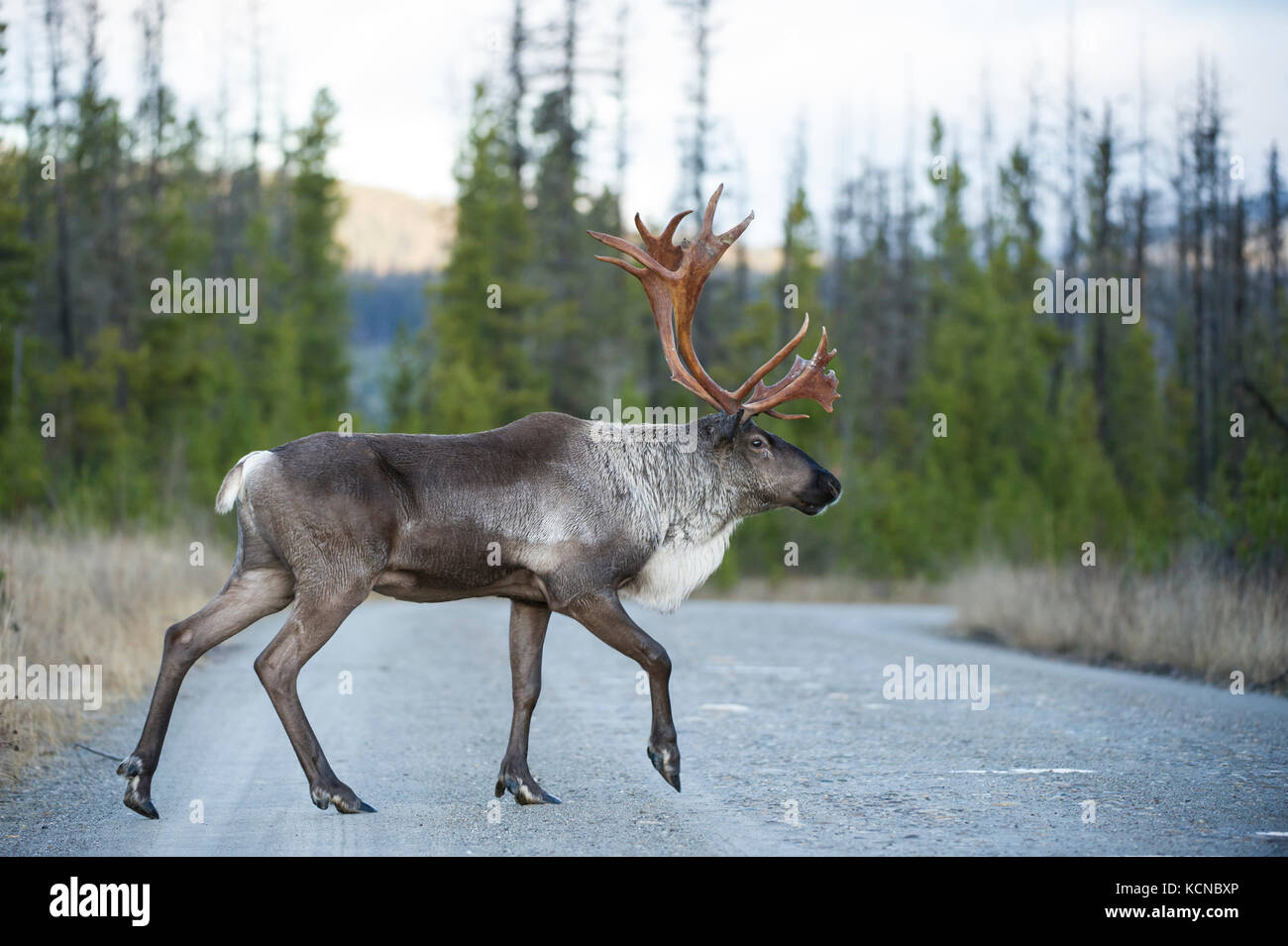 Male Woodland Caribou, Rangifer tarandus caribou, Central British Columbia, Canada Stock Photo
