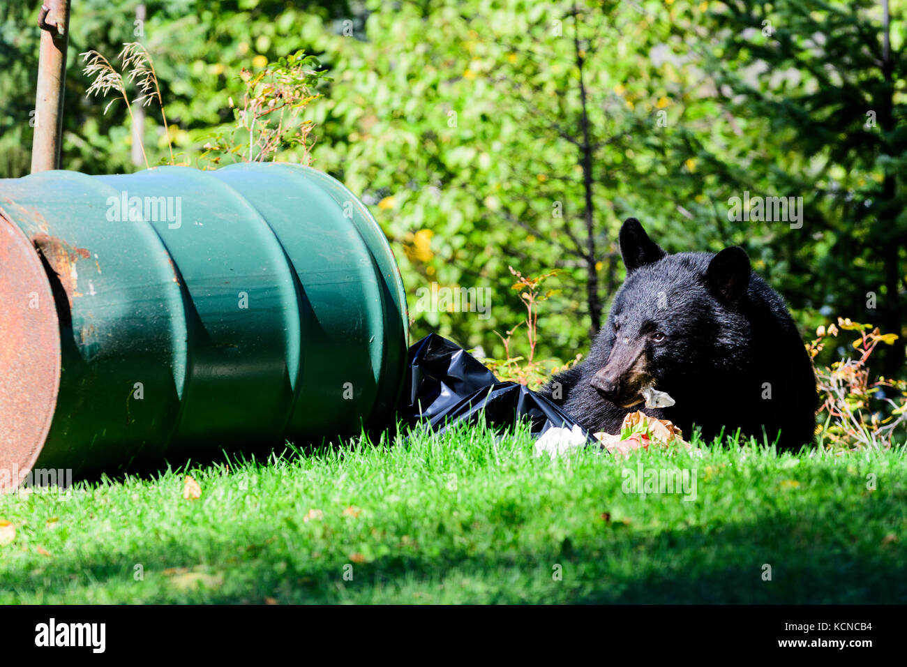 A young black bear enjoys food from a garbage can in Connaught Hill Park in Prince George, British Columbia. Stock Photo