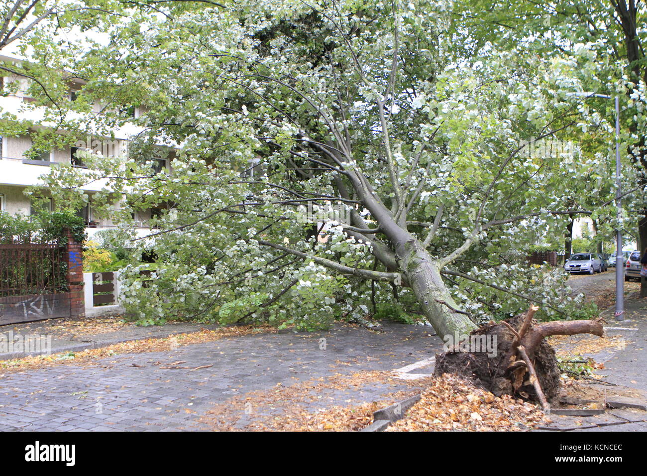 Berlin, Germany. 06th Oct, 2017. Storm 'Xavier' is causing serious damage. A fallen tree in the Beymestrasse in the Steglitz district of Berlin. Credit: Simone Kuhlmey/Pacific Press/Alamy Live News Stock Photo