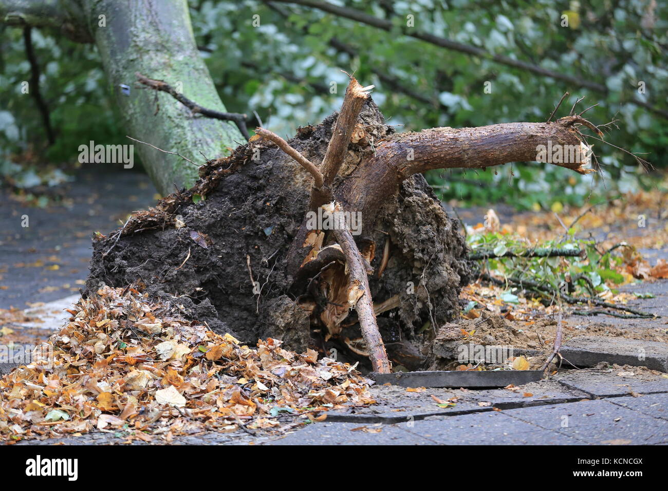 Berlin, Germany. 06th Oct, 2017. Storm 'Xavier' is causing serious damage. A fallen tree in the Beymestrasse in the Steglitz district of Berlin. Credit: Simone Kuhlmey/Pacific Press/Alamy Live News Stock Photo