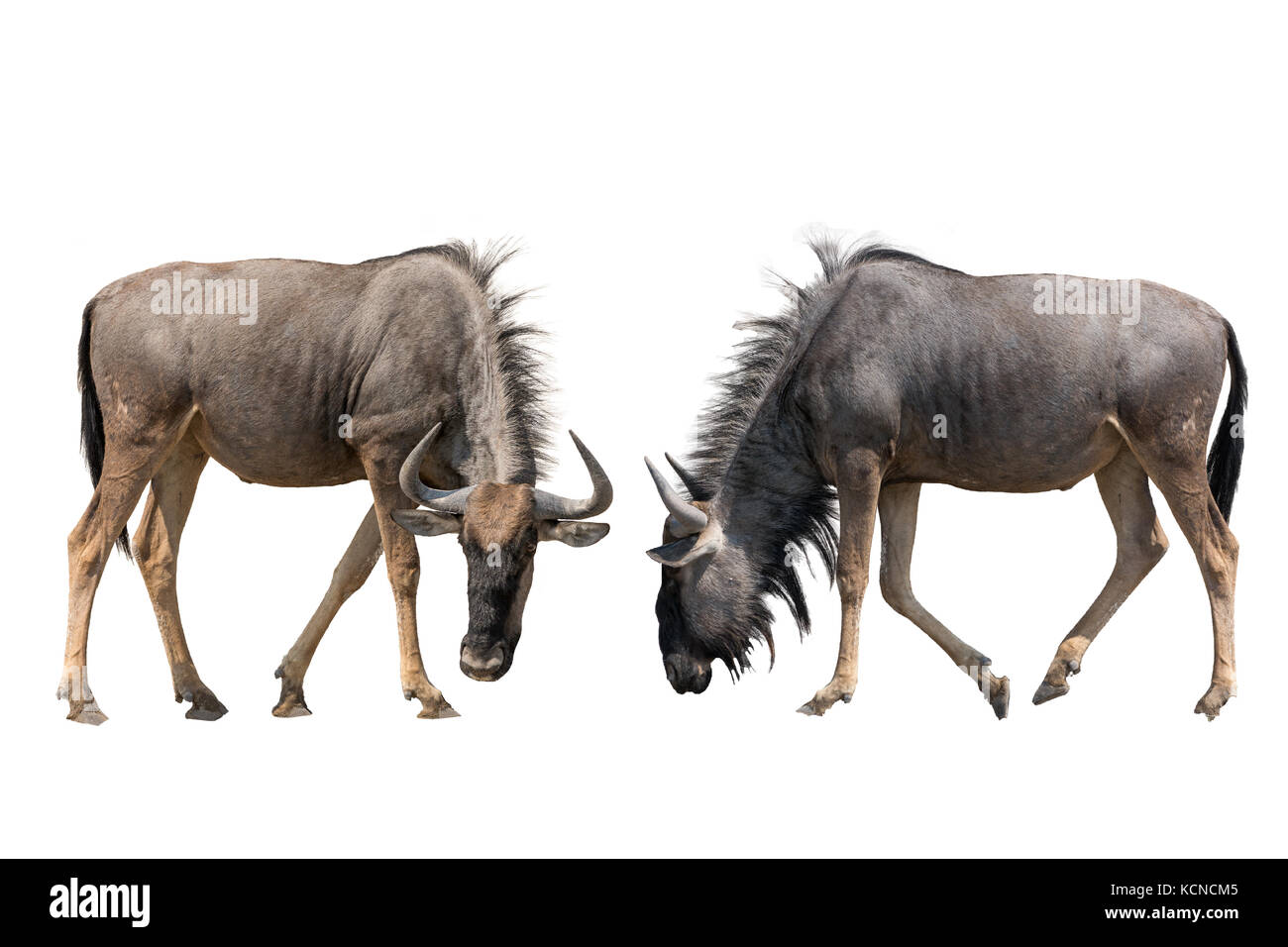 Set of two blue wildebeests portraits Stock Photo