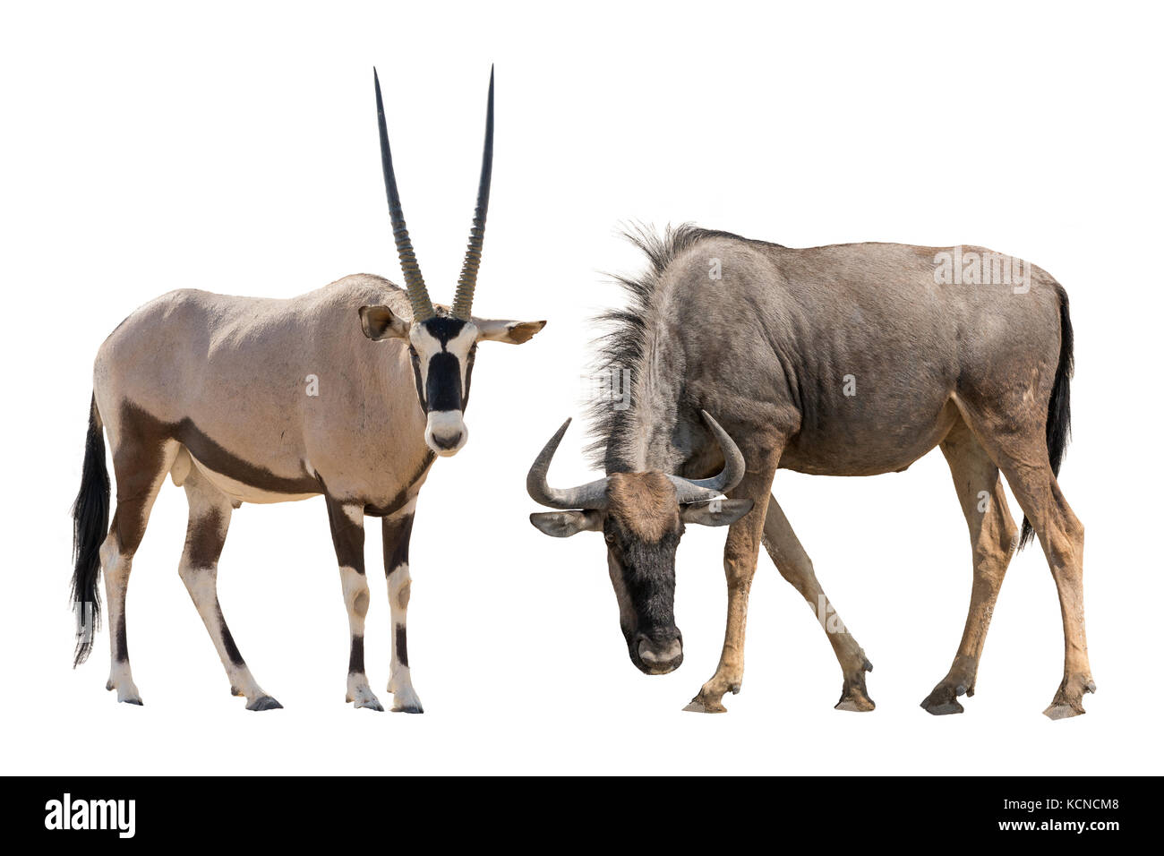 Set of oryx or gemsbuck and blue wildebeest portraits Stock Photo