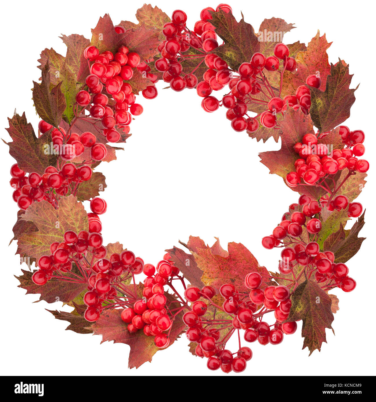 Red snowball tree berry wreath isolated on white Stock Photo