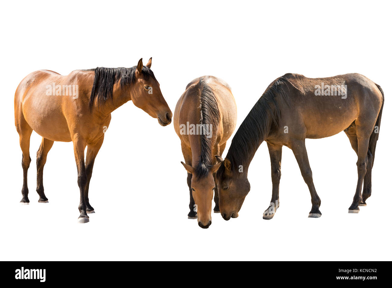 Set of three namibian wild horses portraits Stock Photo
