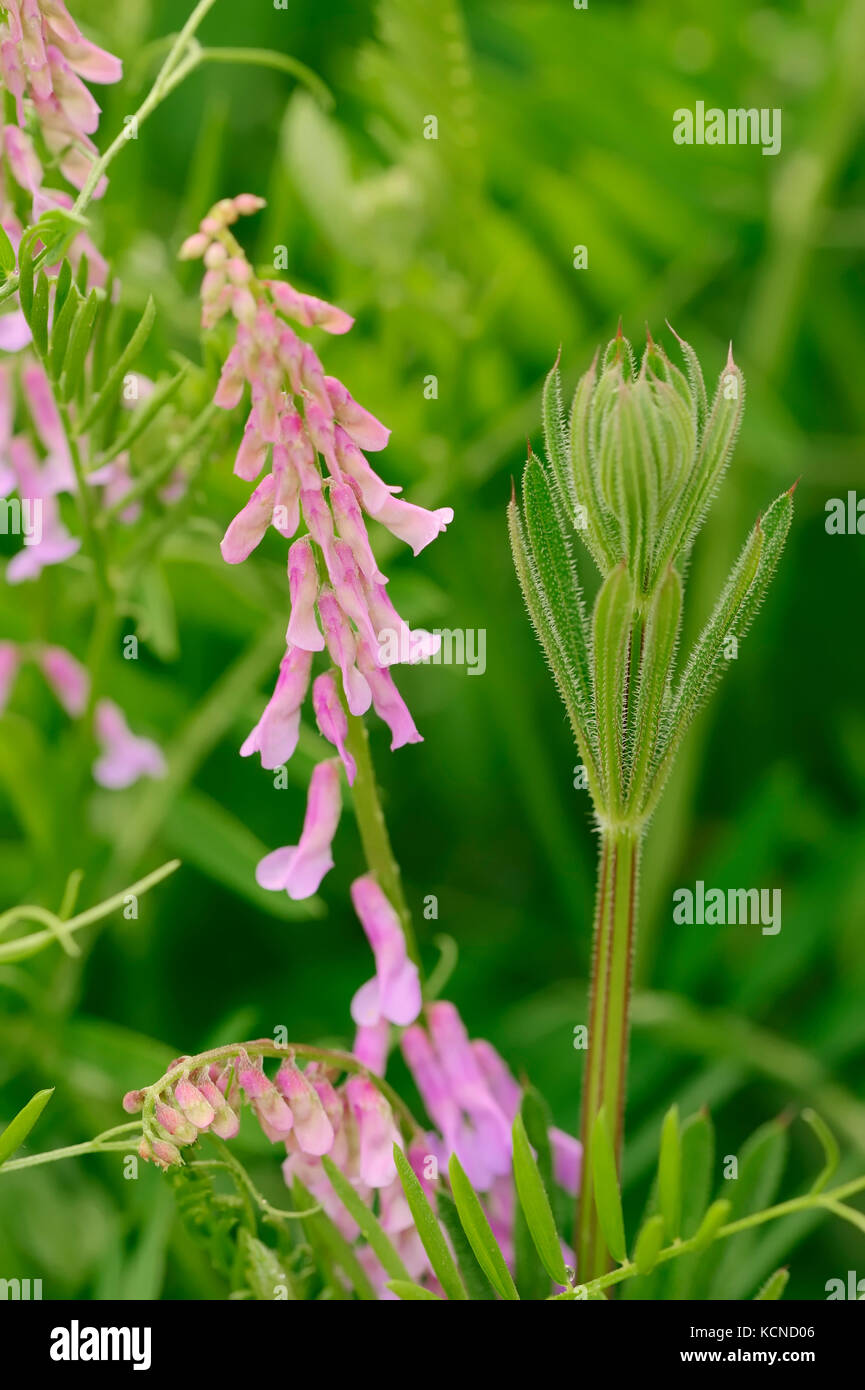 Tufted Vetch, Provence, Southern France / (Vicia cracca) | Gewoehnliche Vogel-Wicke, Provence, Suedfrankreich Stock Photo