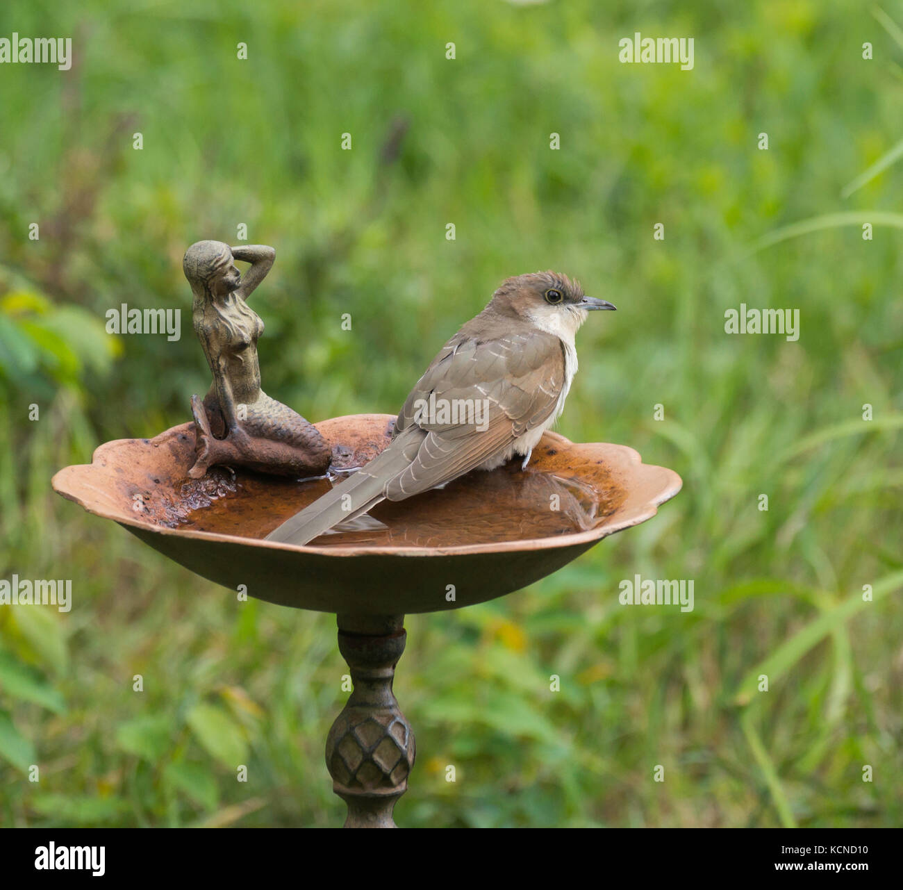 Black-billed Cuckoo, Coccyzus erythropthalmus, North Bay region, North eastern Ontario Stock Photo